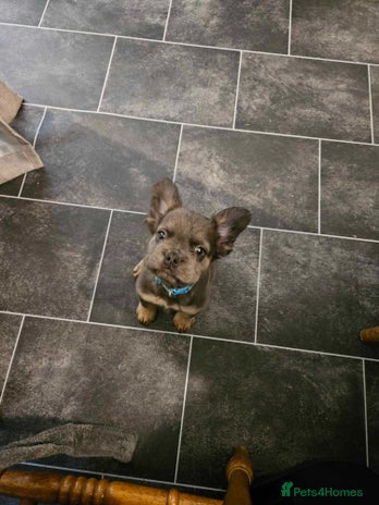 French Bulldog dogs Fluffy french bulldog - Advert 1