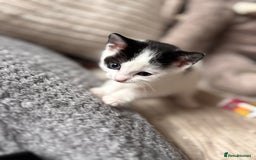 Mixed Breed cats for sale: Kittens available for sale with heterochromia - Image 7