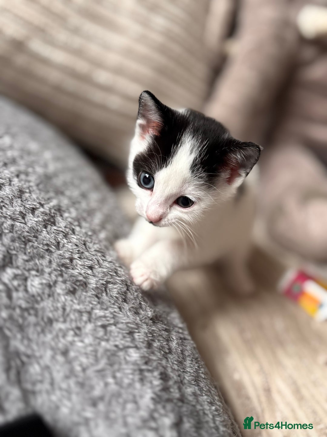 Mixed Breed cats for sale: Kittens available for sale with heterochromia - Image 7