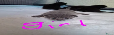 Grey female kitten 