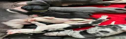 Great Dane dogs for stud: KC reg Dane for stud  - Advert 7