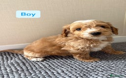 Cockapoo dogs for sale: 6 stunning cockapoo puppies  - Image 23