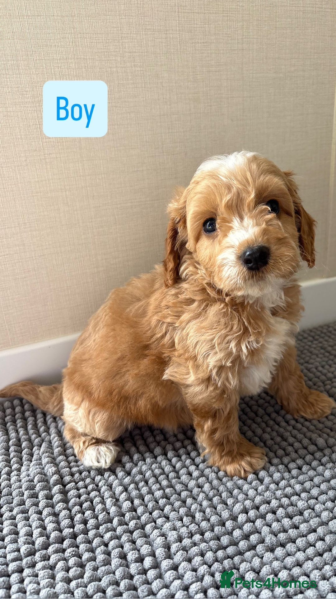 Cockapoo dogs for sale: 6 stunning cockapoo puppies  - Image 23