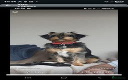 Jackapoo dogs for sale: 3 Beautiful F1B Jackapoo puppies. - Image 12