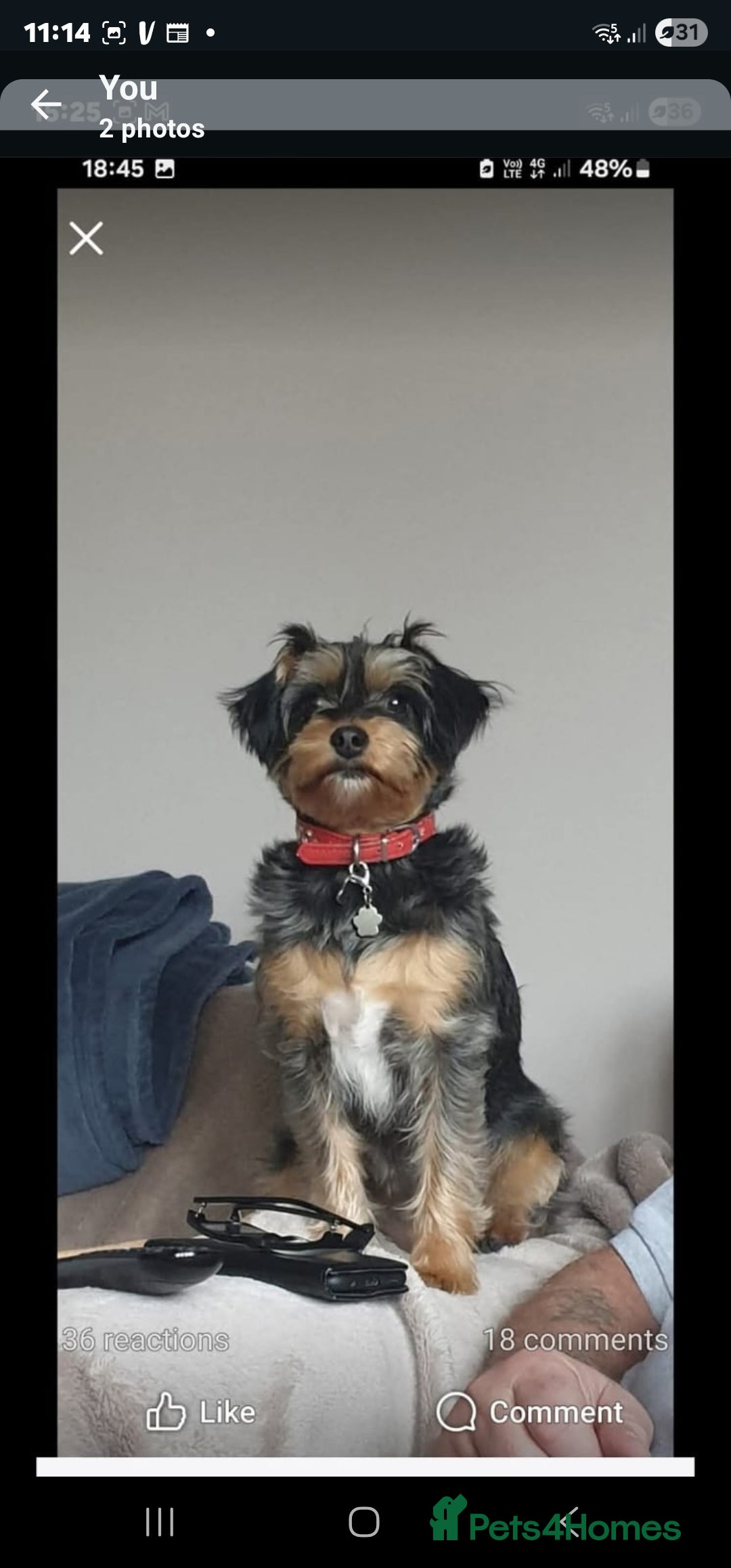 Jackapoo dogs for sale: 3 Beautiful F1B Jackapoo puppies. - Image 12