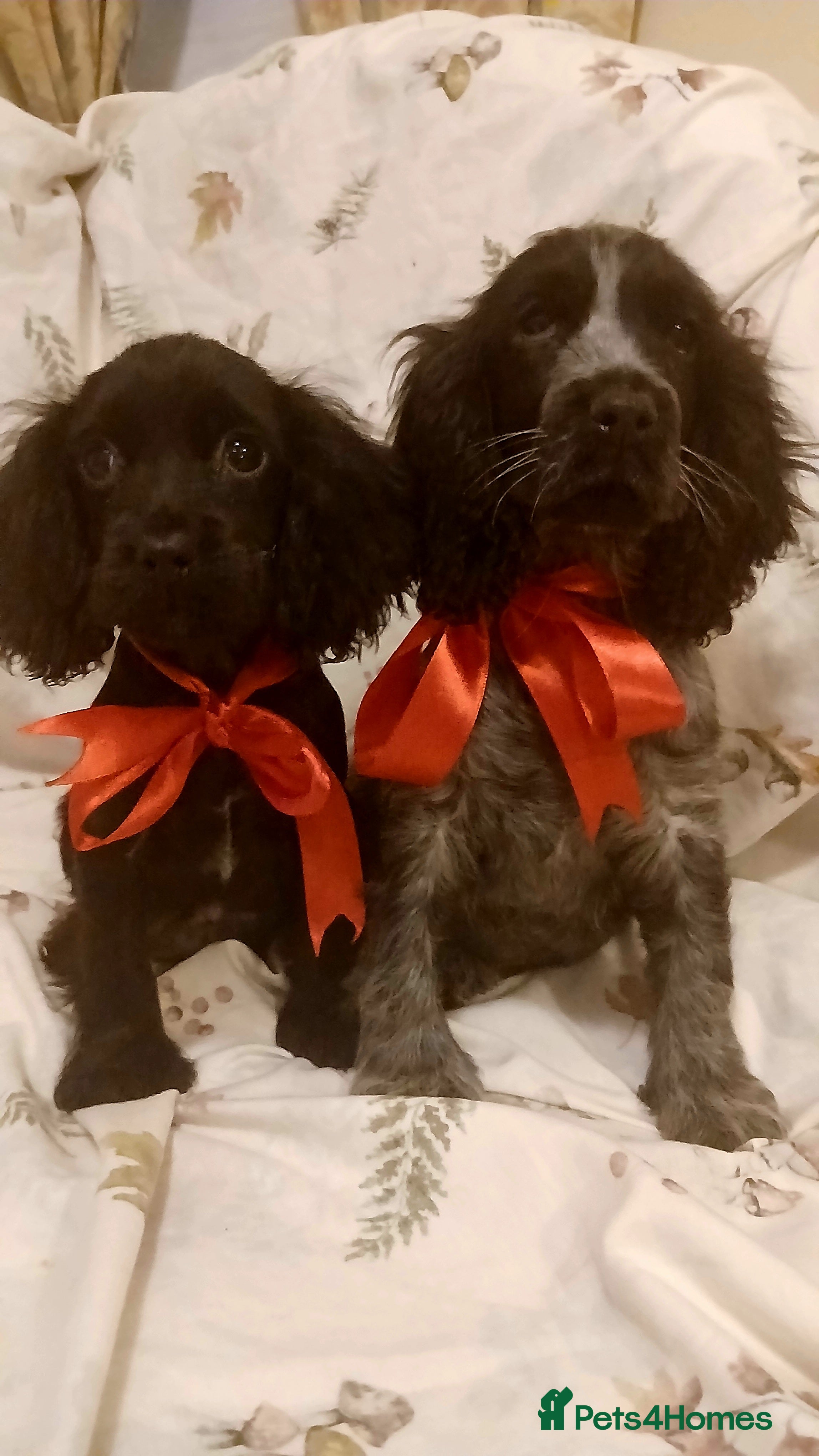 Cocker Spaniel dogs cocker spaniels - Advert 1