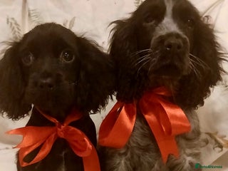 Cocker Spaniel dogs cocker spaniels - Advert 1