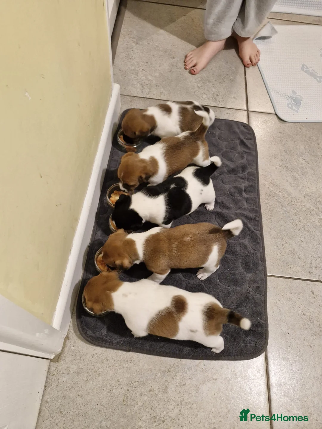 Jack Russell dogs for sale: Beautiful Jack Russell Puppies x 5 Boys  - Advert 2
