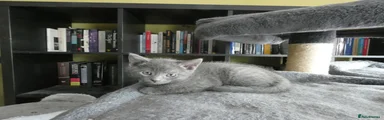 Russian Blue 3