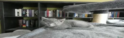 Russian Blue cats for sale: Pure Russian Blue kittens *1 boy, 1 girl left* - Advert 6