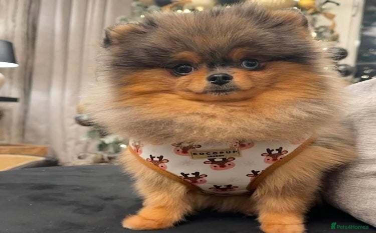 Pomeranian dogs in Hartlepool - Advert 5