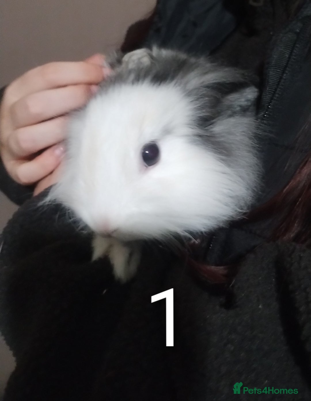 Lionhead rabbits for sale: 4 Female Lionhead available NOW - Advert 17