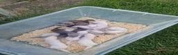 Ferret rodents for sale: 9 babies ferrets - Advert 6