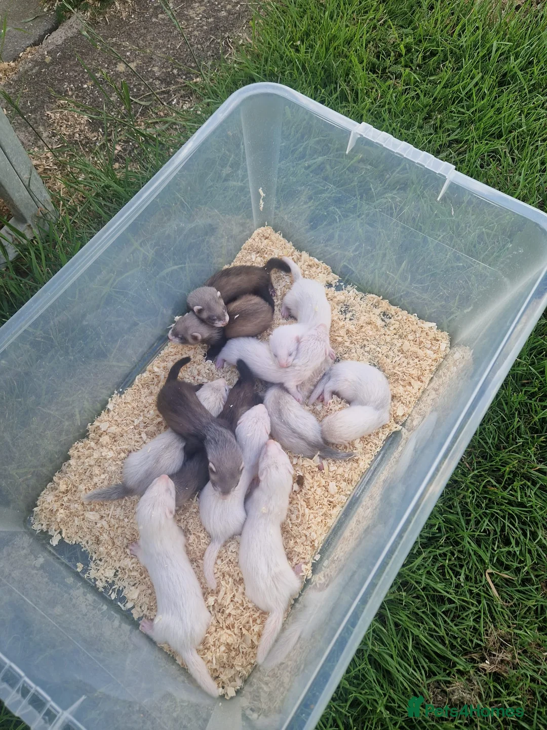 Ferret rodents for sale: 9 babies ferrets - Advert 6