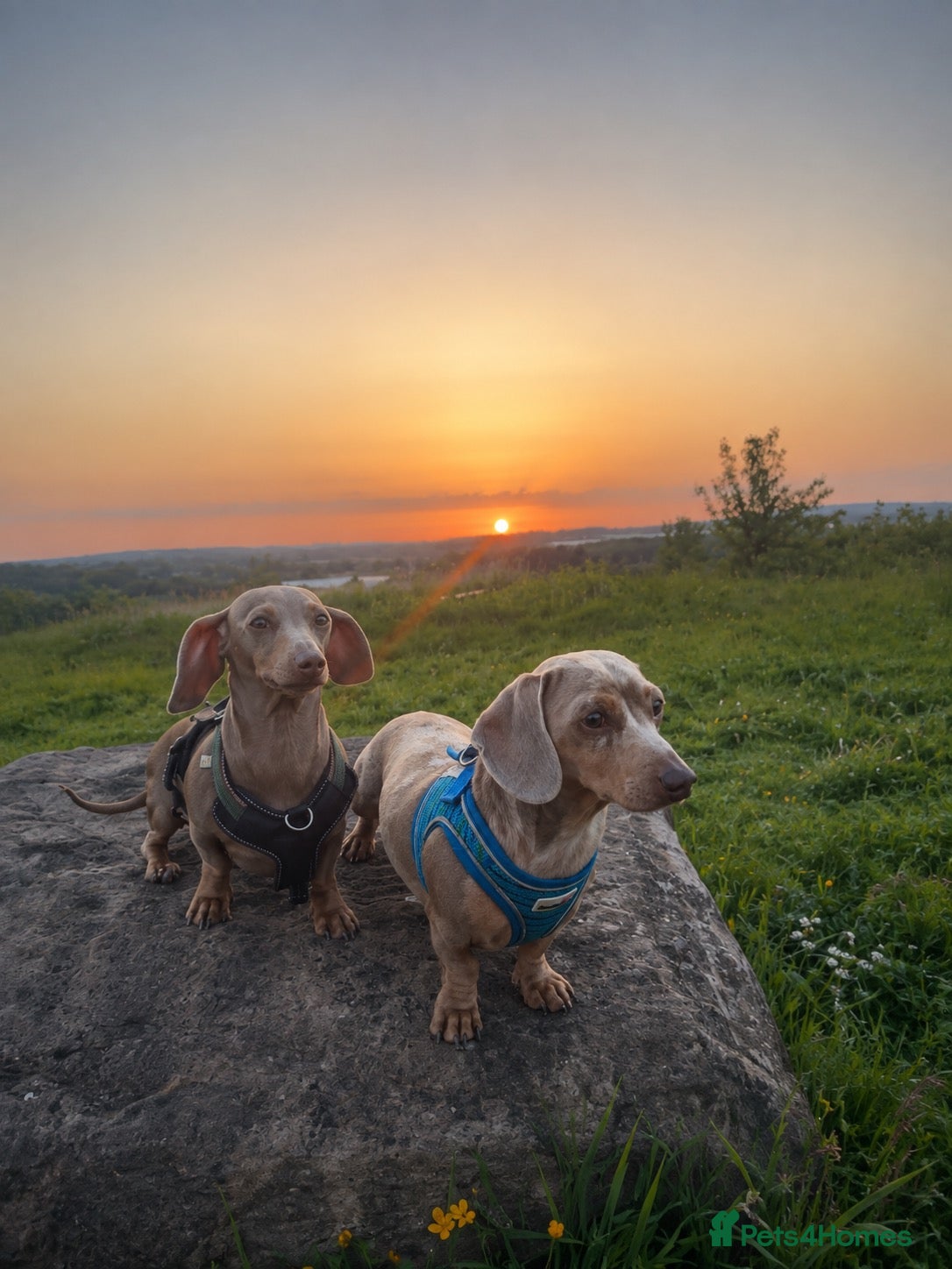 Miniature Dachshund dogs KC registered Mini Dachund’s  - Advert 1