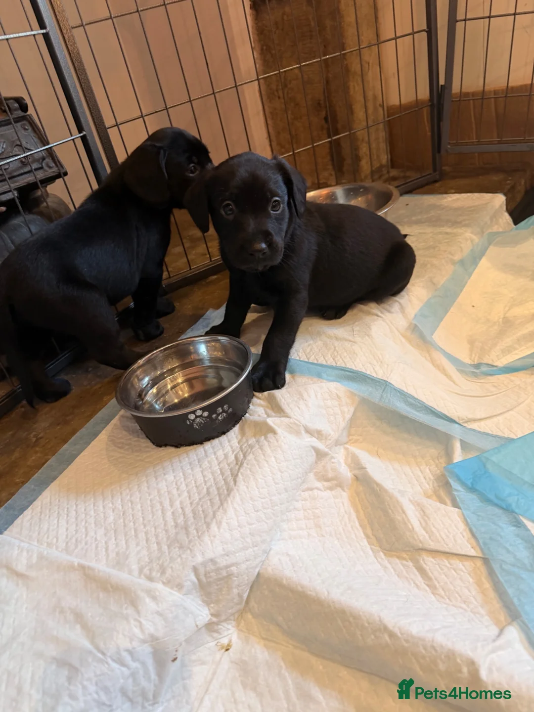 Cockerdor dogs for sale: Last Male Cockerdor 🐾🐶 - Advert 12