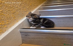 Mixed Breed cats for sale: 4 little kittens looking lovely new home.  - Image 17
