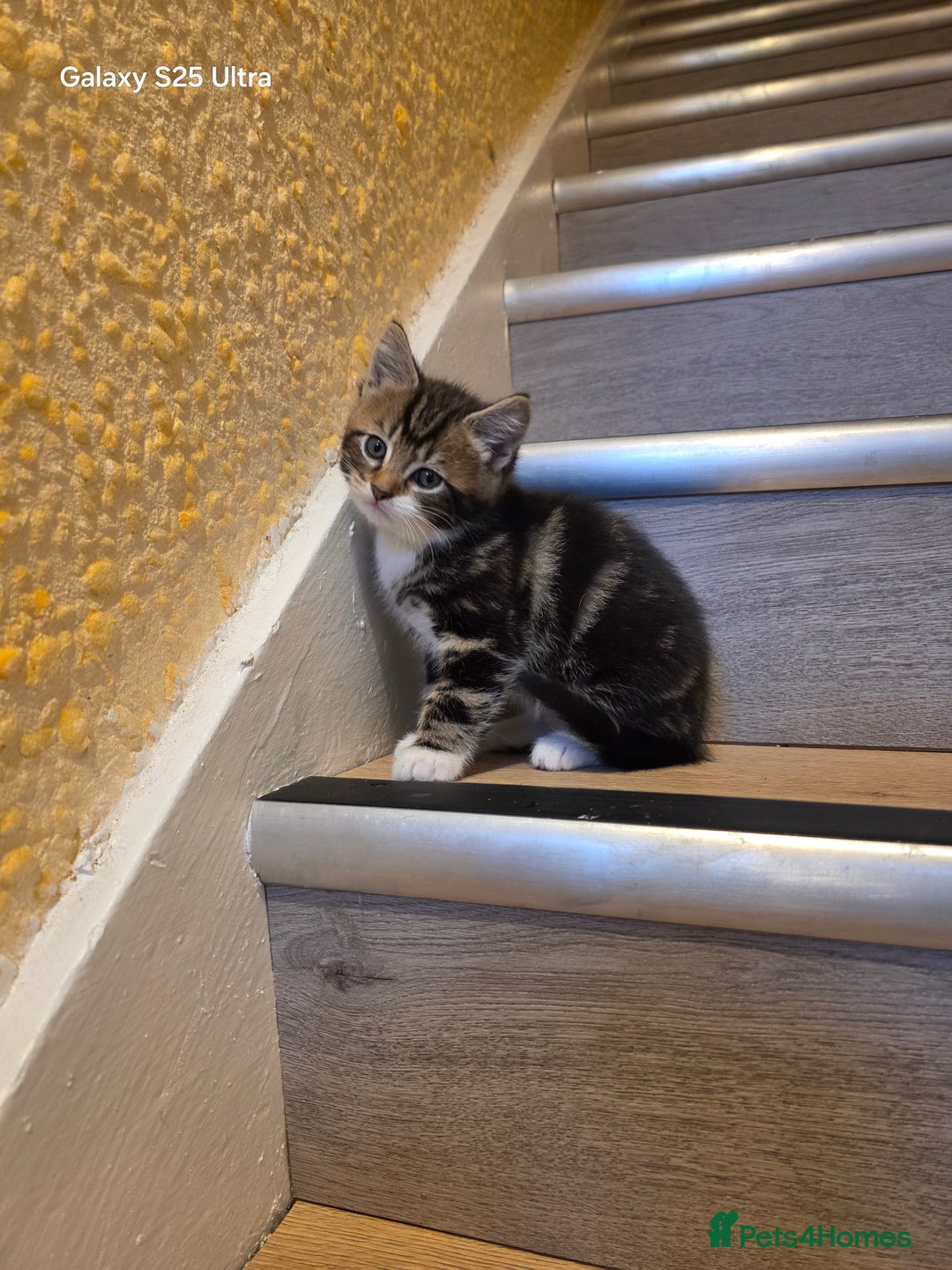 Mixed Breed cats for sale: 4 little kittens looking lovely new home.  - Image 17