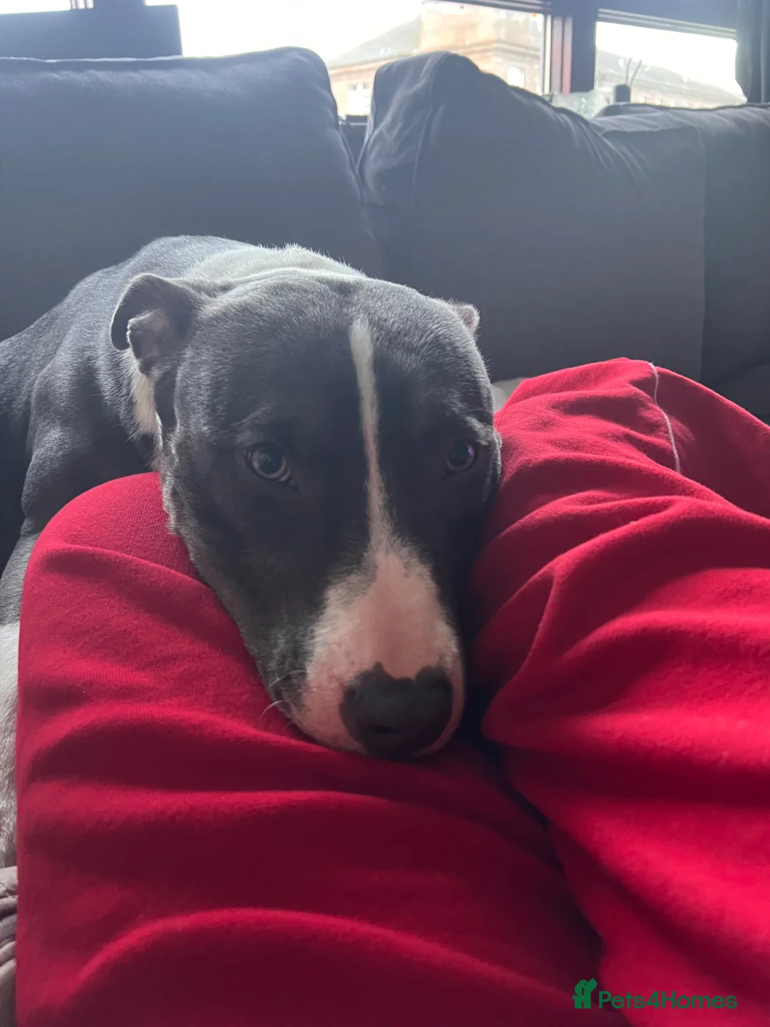 Mixed Breed dogs for sale: Rocky  - Advert 6