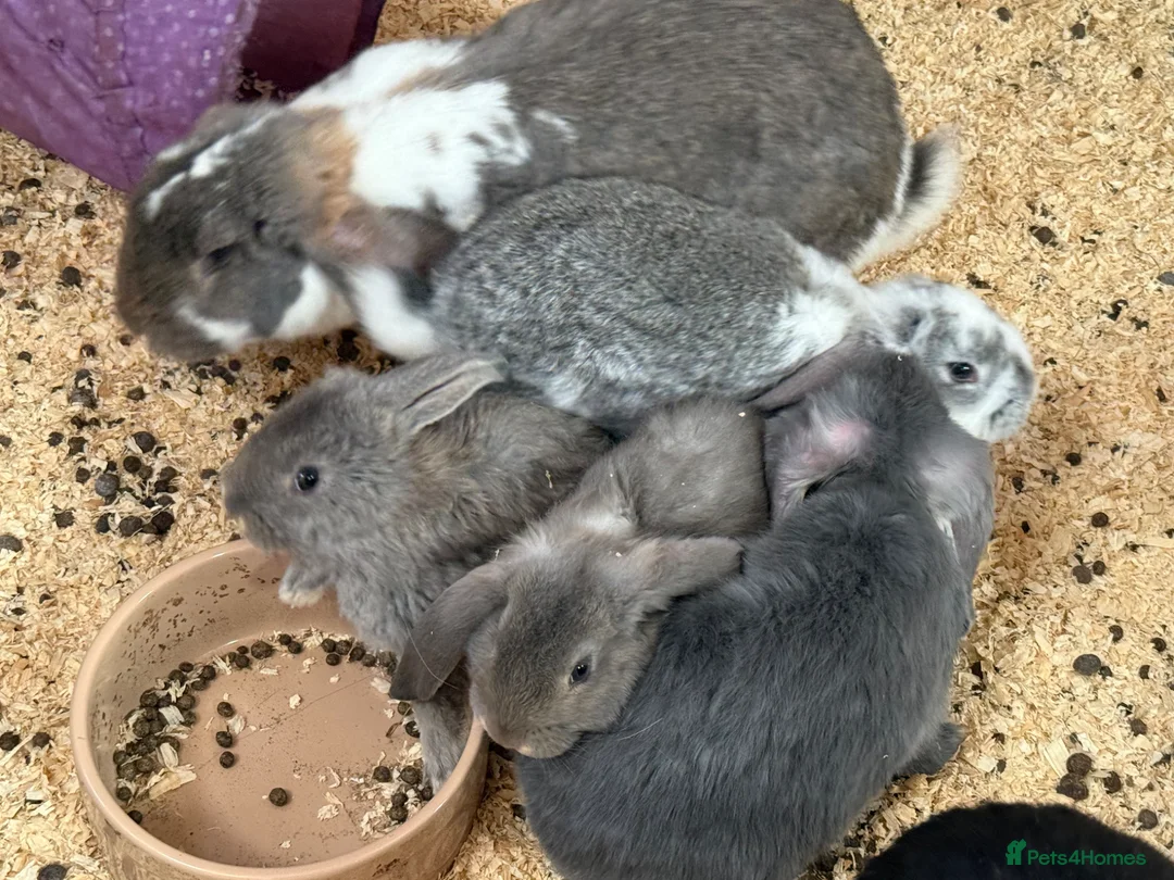 French Lop rabbits for sale: Stunning French lop babies - Advert 12