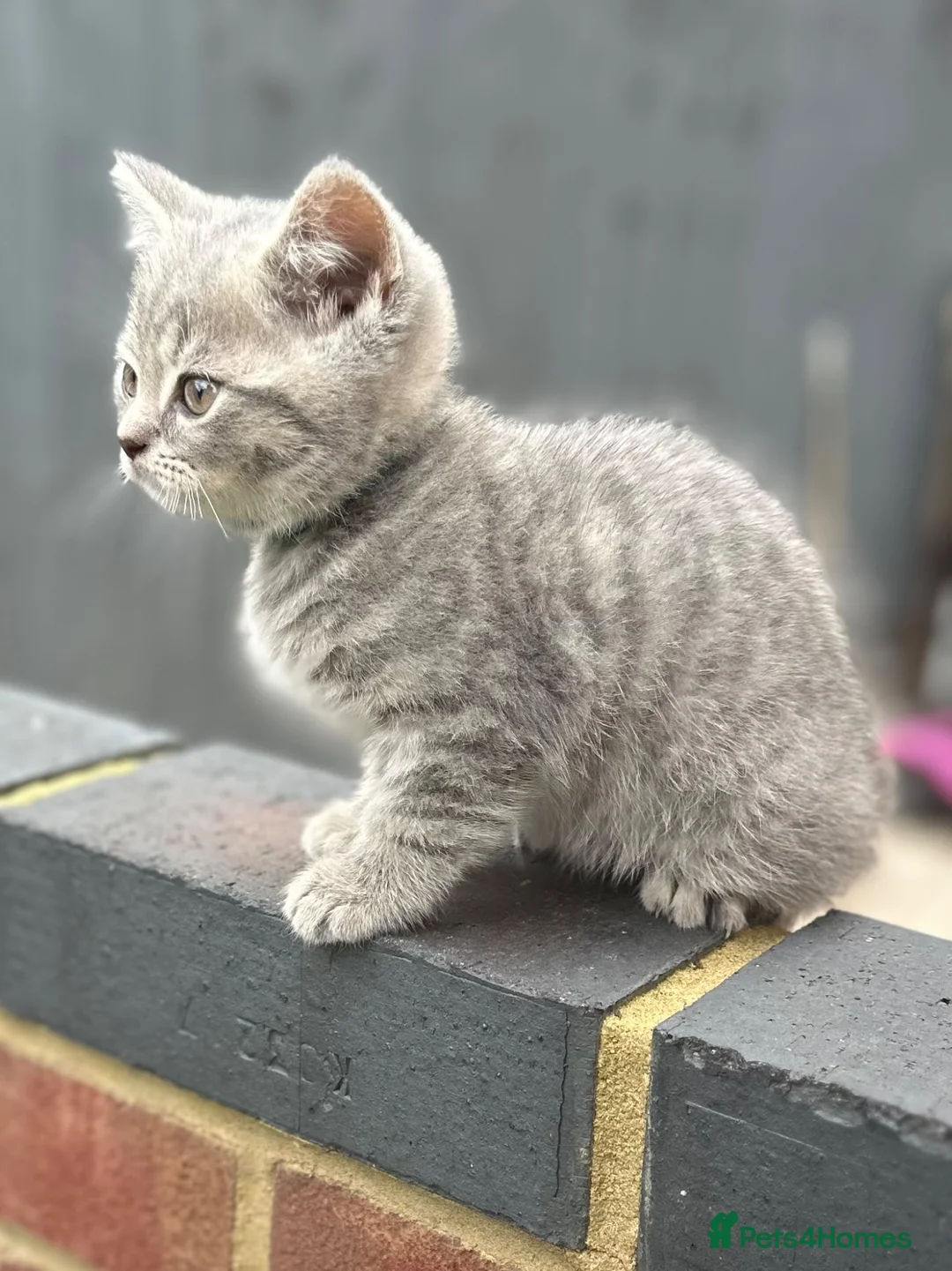 British Shorthair cats for sale: British shorthair kittens Ready now - Advert 2