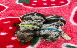 Cockapoo dogs for sale: Cockapoo puppies Rainbow litter  - Image 2