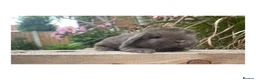 Mini Lop rabbits for sale: Beautiful mini lops  - Advert 6
