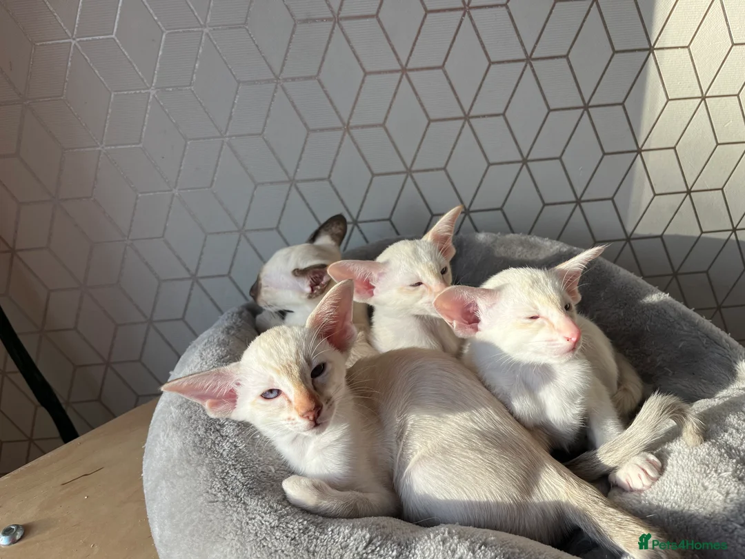 Siamese cats for sale: Siamese kitten gccf registered  - Advert 5