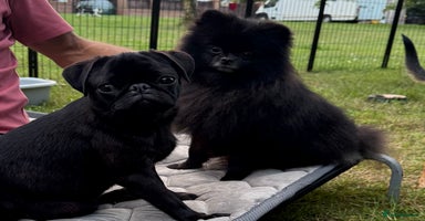 Pomeranian dogs - Advert 2