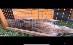 Lionhead rabbits for sale: Bunny & Hunny - Image 2