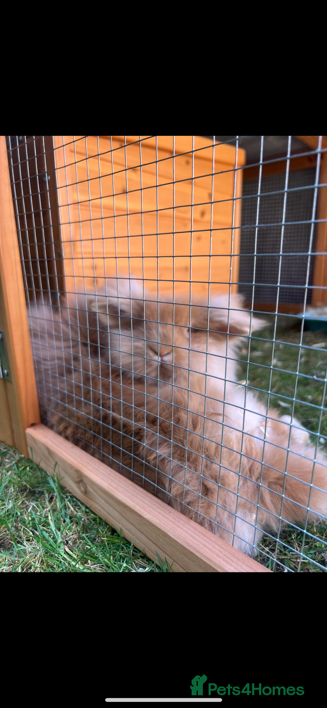 Lionhead rabbits for sale: Bunny & Hunny - Image 2