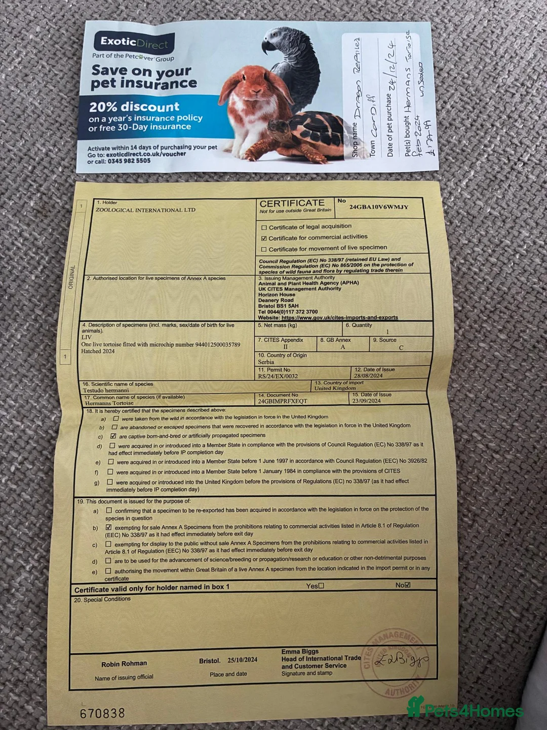 Hermann Tortoise reptiles for sale: Hermann's Tortoise 2 Years Old, Setup, Article 10 in Dinas Powys - Advert 6