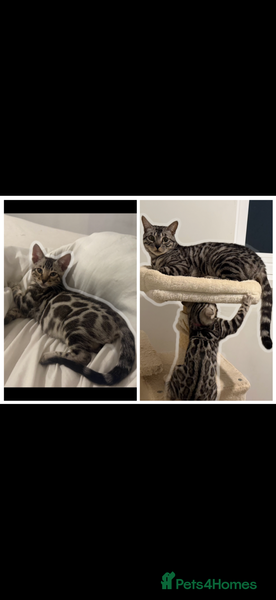 Bengal cats BENGAL 🔥 KITTENS TICA REGISTERED  - Advert 6