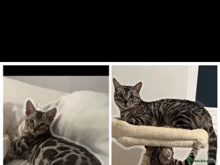 Bengal cats BENGAL 🔥 KITTENS TICA REGISTERED - Advert 1