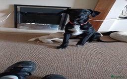 Mixed Breed dogs for sale: Mr pickle - Image 17