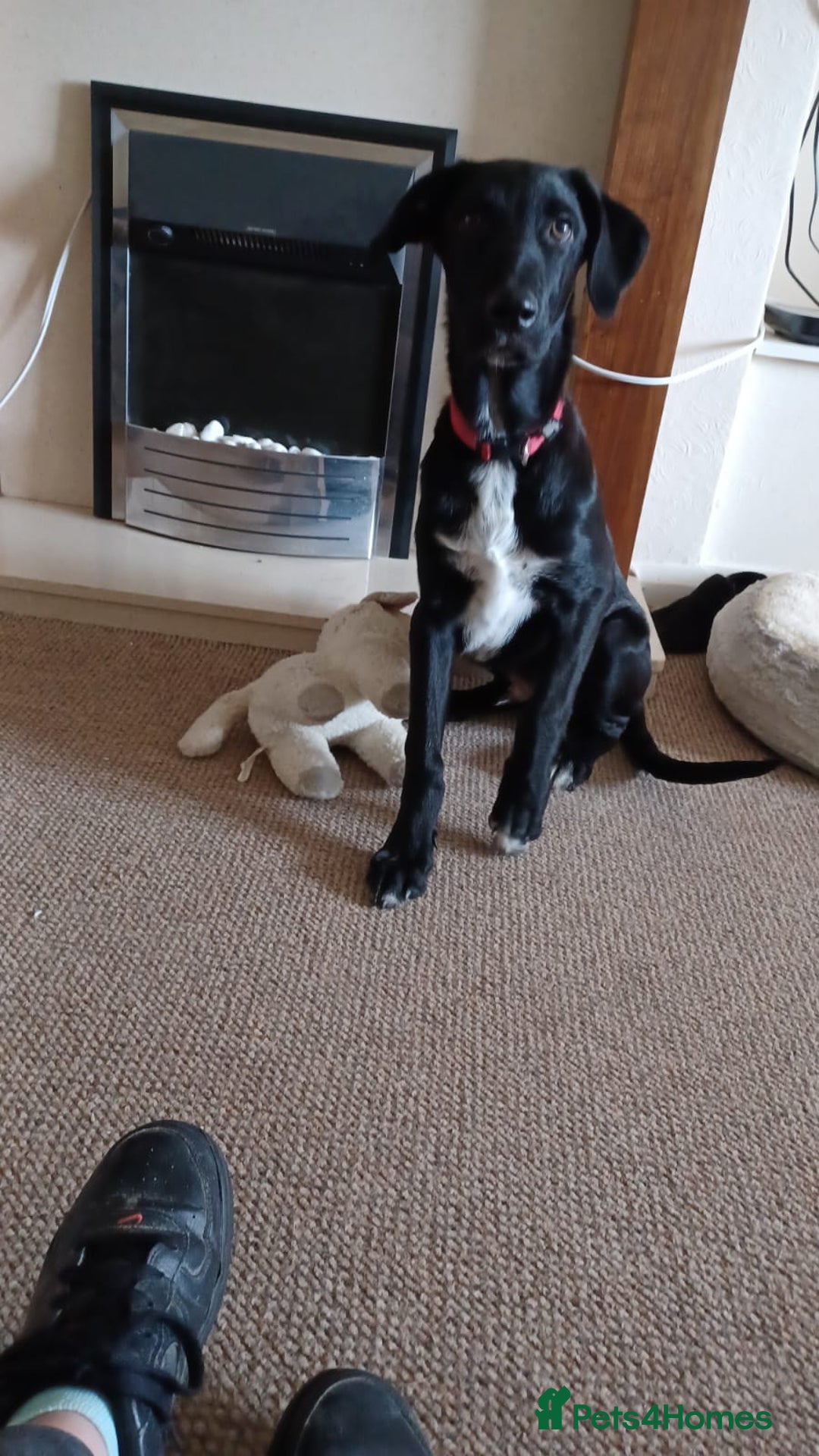 Mixed Breed dogs for sale: Mr pickle - Image 17