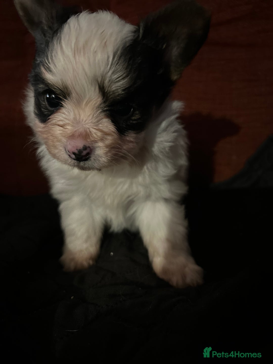 Papillon dogs for sale: One Baby girl  - Advert 2