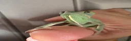 Chameleon reptiles for sale: Yemen Chameleon Babies ✅ 🦎 in Dunmow - Advert 13