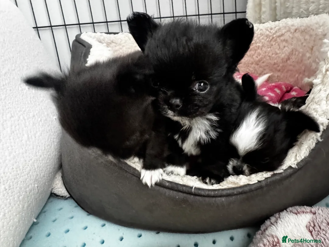 Chihuahua dogs for sale: Beautiful litter of long coat kc reg chihuahuas in Stockport - Advert 19