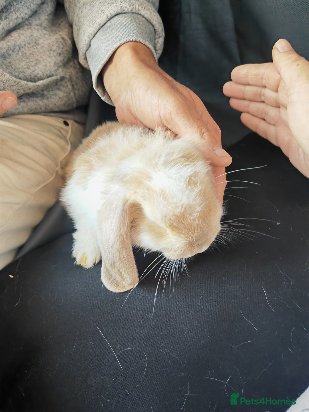 Mini Lop rabbits for sale: Mini lop - Image 3
