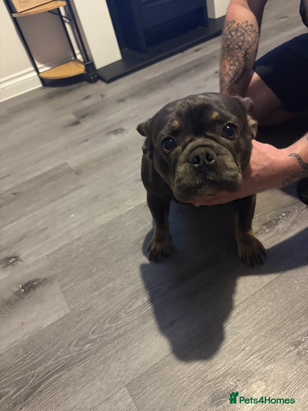 French Bulldog dogs for sale: Beautiful super friendly frenchie girl - Advert 5
