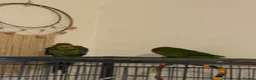 Parakeets birds for sale: Kakarikis - Advert 3