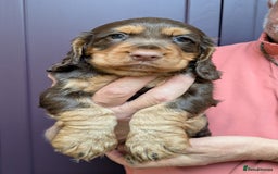 Cocker Spaniel dogs for sale: CUDDLY LITTER OF COCKER SPANIELS,TESTED PARENTS - Image 5