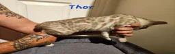 Bengal cats for sale: TICA registered bengal kittens - Advert 36