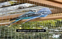 Budgerigars birds for sale: Proven pairs budgies all adult 2+ years old  - Image 7
