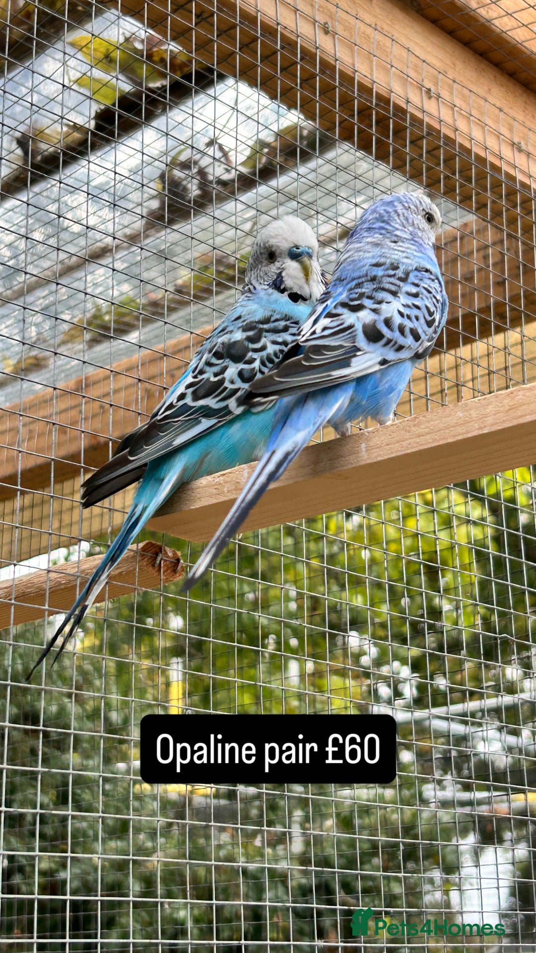 Budgerigars birds for sale: Proven pairs budgies all adult 2+ years old  - Image 7