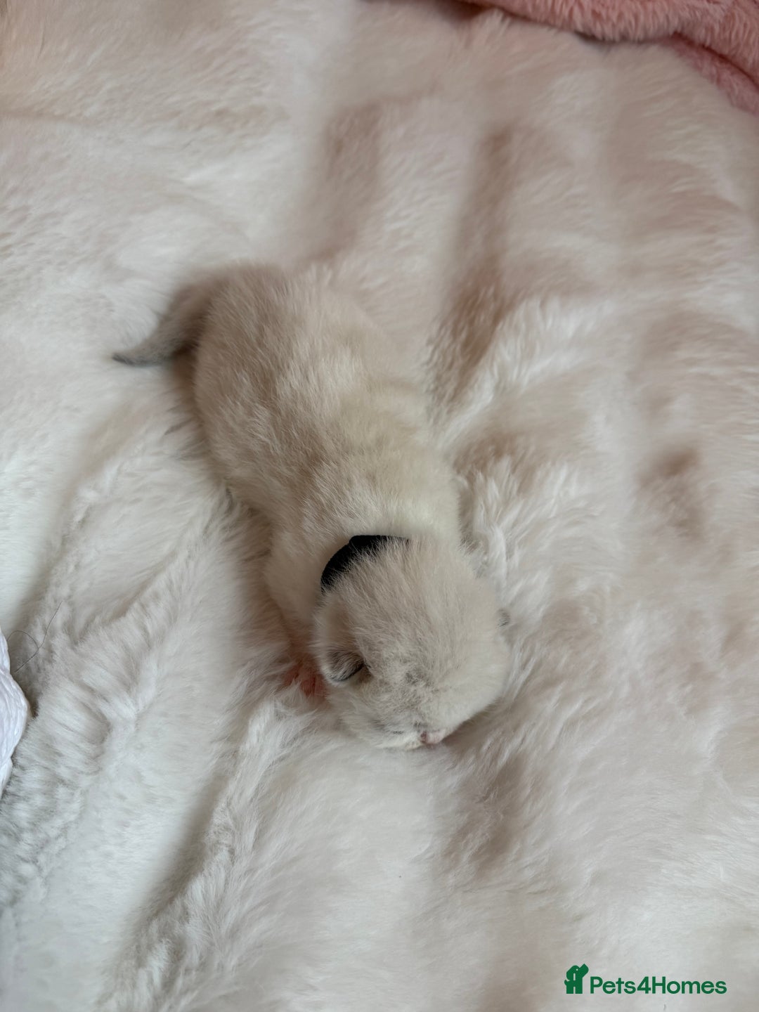 British Shorthair cats for sale: Pure British shorthair Champion line 😻🥇🏆 - Image 20