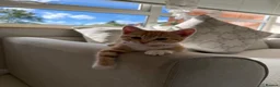 British Shorthair cats for sale: Ginger BSH 4 month old cat  - Advert 3