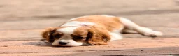 Cavalier King Charles Spaniel dogs for sale: Beautiful KC Reg Cavalier Puppies - Advert 9