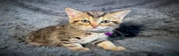 Mixed Breed cats for sale: 5 beautiful kittens  - Advert 6